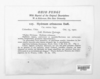 Hericium erinaceus image